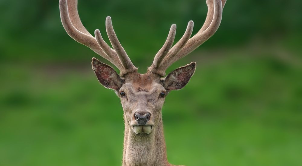 Deer antlers deals velvet